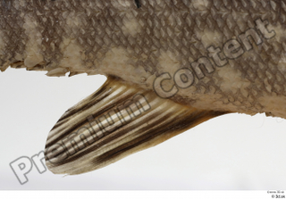 Northern pike belly fin 0001.jpg